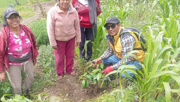 EL GADP PICAIHUA Y EL MAG REALIZAN SEGUIMIENTO AL PROYECTO DE ENTREGA DE PLANTAS DE AGUACATE